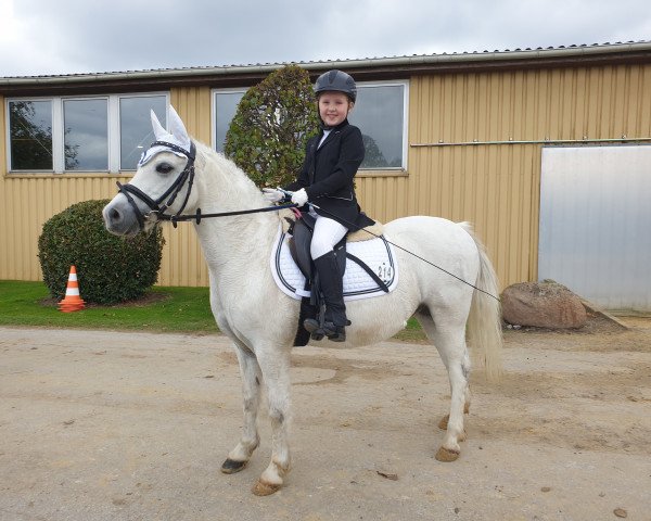 Pferd H-S Salt and Pepper (Welsh Mountain Pony (Sek.A), 2009, von Menai Silver Gold)