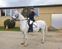 Pferd H-S Salt and Pepper (Welsh Mountain Pony (Sek.A), 2009, von Menai Silver Gold)