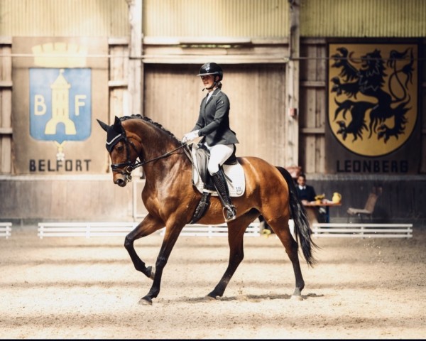 dressage horse Zahnfee (German Sport Horse, 2015, from Birkhof's Zalando OLD)