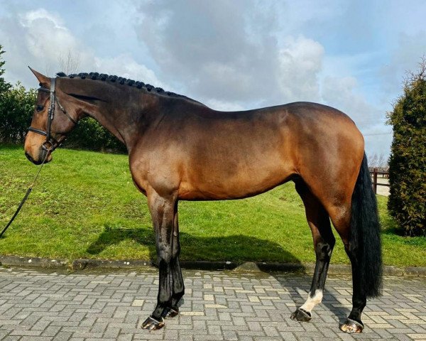 Springpferd Connie O.A.Z (KWPN (Niederländisches Warmblut), 2014, von Carrera VDL)