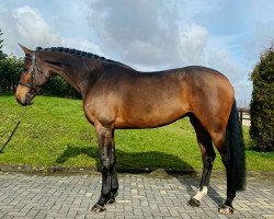 jumper Connie O.A.Z (KWPN (Royal Dutch Sporthorse), 2014, from Carrera VDL)