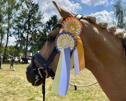 dressage horse Golden Jenja (German Warmblood, 2012, from Hosco XXI)