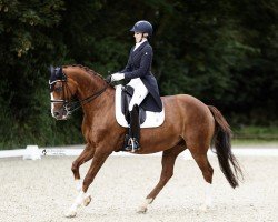 Dressurpferd Piccolina B. (Bayer, 2008, von Don Diamond)
