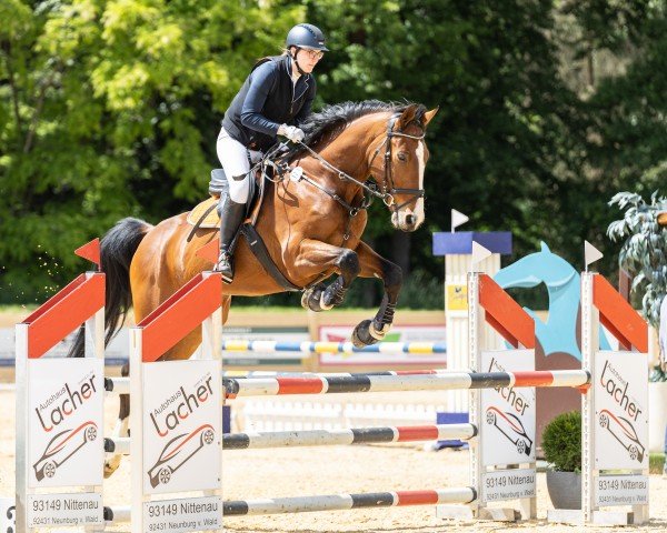 stallion Kannox (Westphalian, 2017, from Kannan)