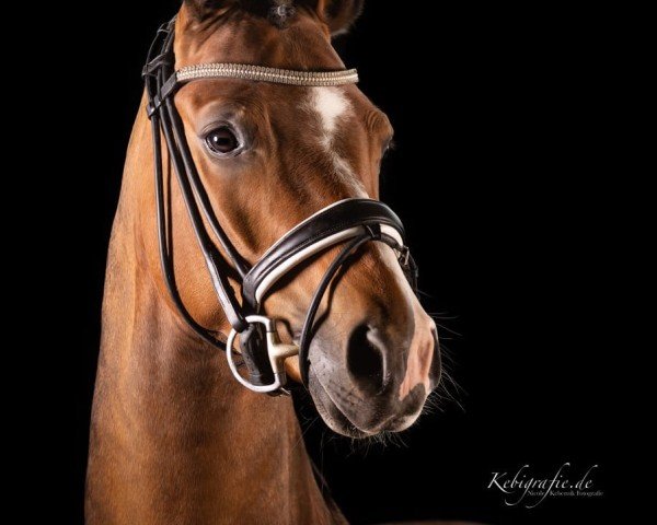 Dressurpferd Casanova (Deutsches Reitpony, 2016, von Cinemaxx)