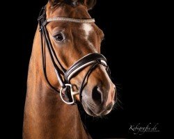dressage horse Casanova (German Riding Pony, 2016, from Cinemaxx)
