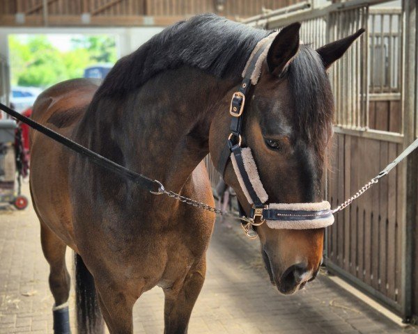 dressage horse Jardeaux (Oldenburg, 2021, from Jovian)
