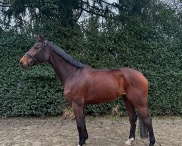 dressage horse Destination (Hanoverian, 2013, from Destano)