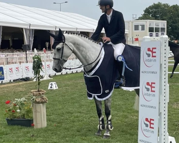 jumper Quinta D (Belgian Warmblood, 2016, from Cornet's Prinz)