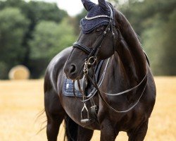dressage horse Dark Secret 4 (Hanoverian, 2008, from Don Frederico)