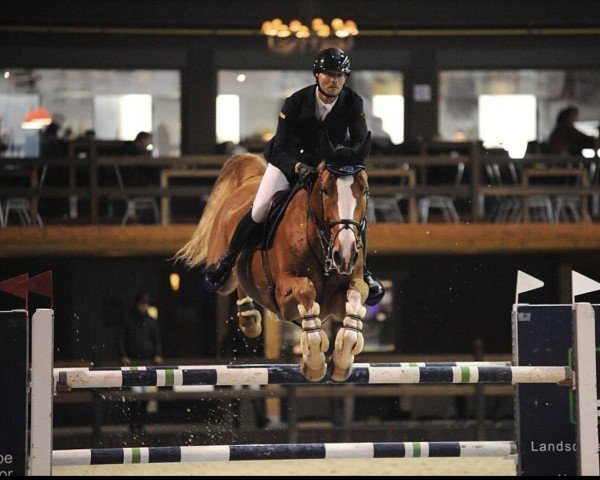 jumper Lancaster Lv v't Diepenbr (Belgian Warmblood, 2011, from Ugano Sitte)