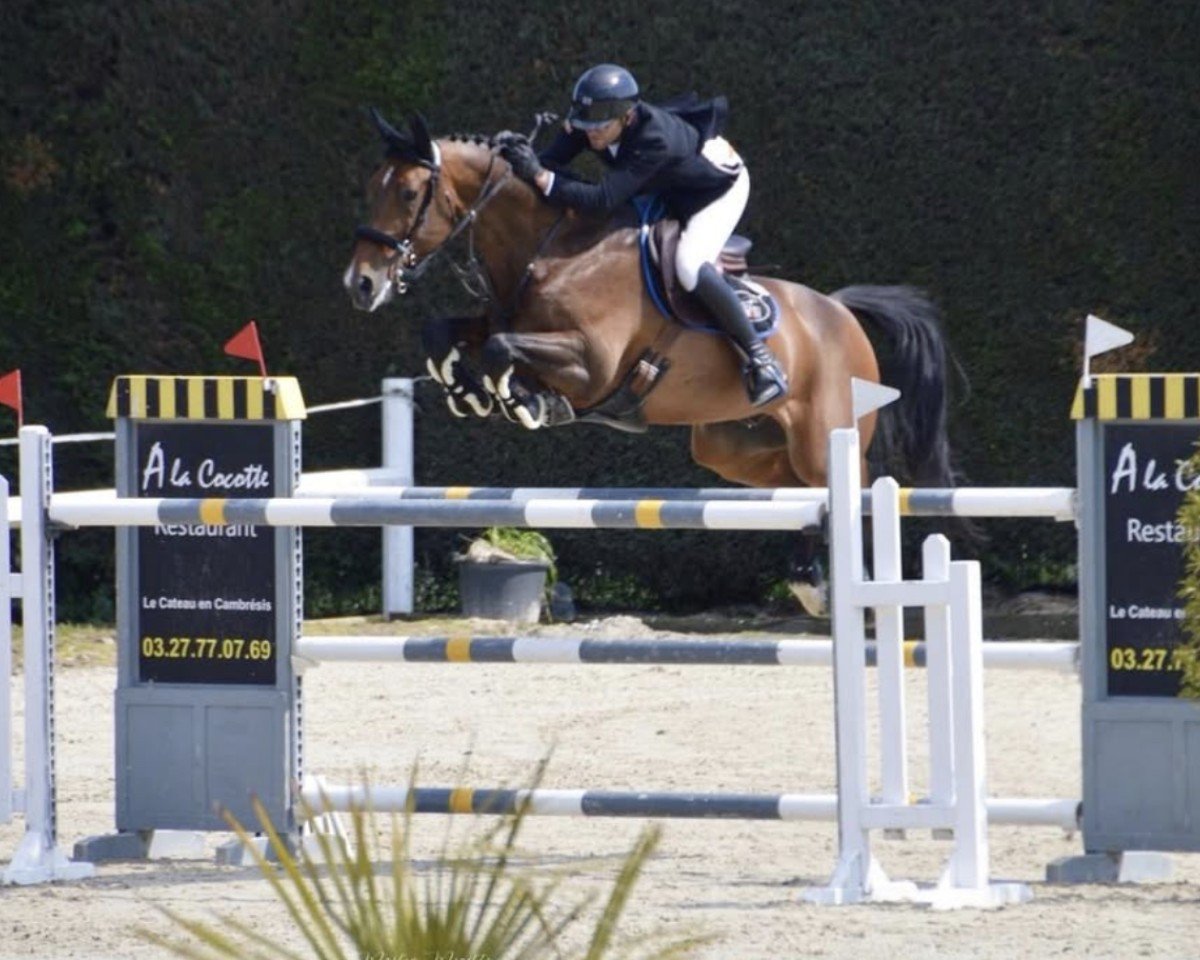Springpferd Sex Appeal 111 Z (Zangersheide Reitpferd, 2011, von Spartacus TN)
