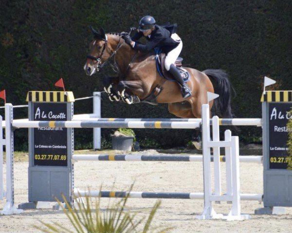 jumper Sex Appeal 111 Z (Zangersheide riding horse, 2011, from Spartacus TN)