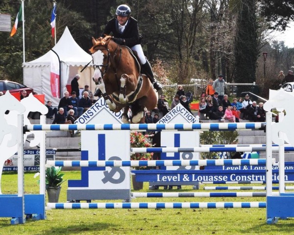 stallion Tzigano Massuere (Selle Français, 2007, from Cassini II)