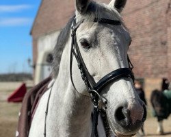 jumper Felanda's Dream (KWPN (Royal Dutch Sporthorse), 2010, from Blend)