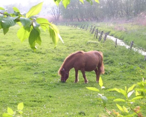 Zuchtstute Roxanne (Shetland Pony, 1991, von Kai)