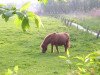 Zuchtstute Roxanne (Shetland Pony, 1991, von Kai)