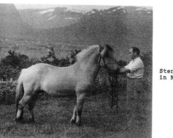 stallion Stender (Fjord Horse, 1952, from Ulabrand N.1380)