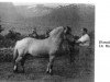stallion Stender (Fjord Horse, 1952, from Ulabrand N.1380)