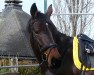 jumper Quel L'amour V (Oldenburg show jumper, 2010, from Quality 9)