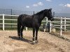 dressage horse Filemon A.k. (KWPN (Royal Dutch Sporthorse), 2010, from Apache)