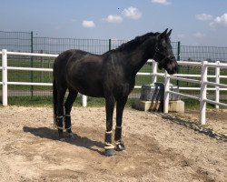 dressage horse Filemon A.k. (KWPN (Niederländisches Warmblut), 2010, from Apache)