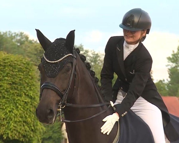 dressage horse Bungee 17 (Oldenburg, 2015, from Barroso)