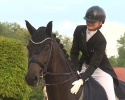 dressage horse Bungee 17 (Oldenburg, 2015, from Barroso)