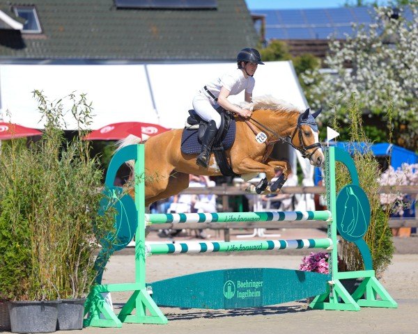 Springpferd Milli Vanilli 12 (Deutsches Reitpony, 2019, von Medoc)