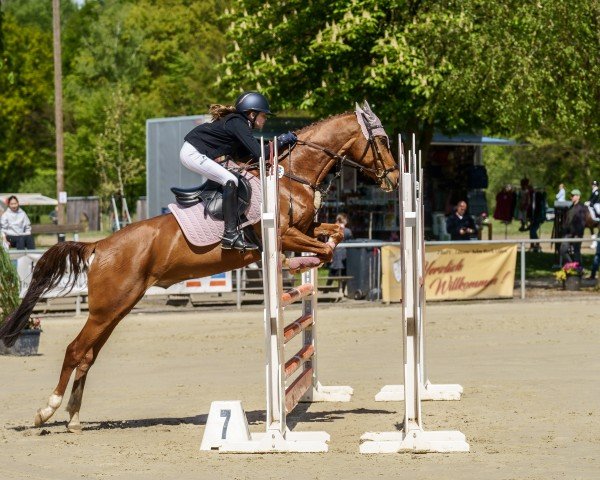 jumper Dafino 5 (German Riding Pony, 2018, from Don Diabolo NRW)