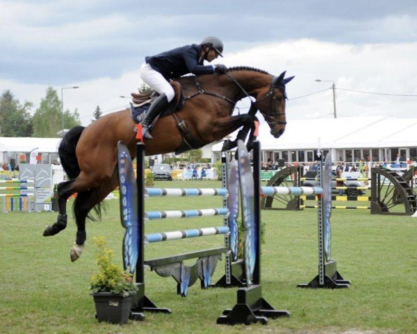 jumper Dicaprio (Oldenburg show jumper, 2011, from Diarado)