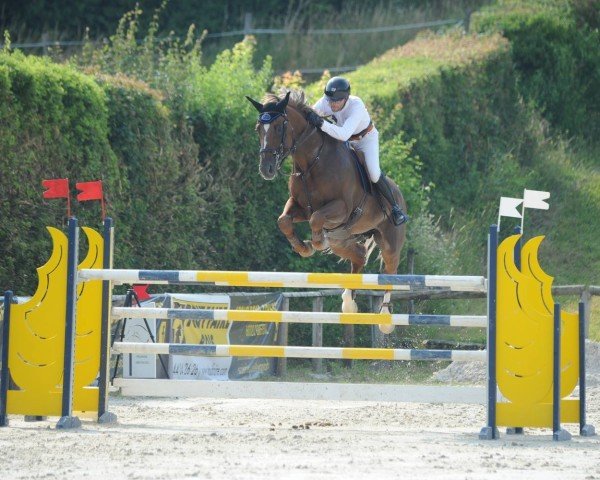 jumper Vibrato D'Enocq (Selle Français, 2009, from Diamant de Semilly)
