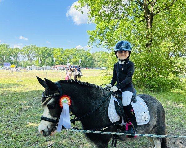dressage horse Toytown Top-Notch (Welsh mountain pony (SEK.A), 2018)