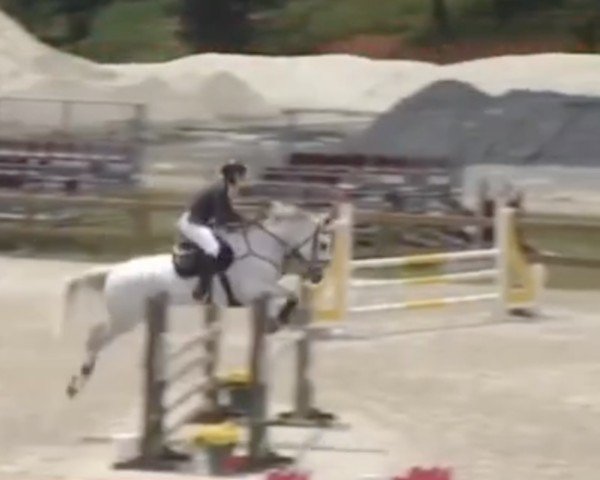 jumper Diaboska de La Falize (Belgium Sporthorse, 2009, from Diabeau)