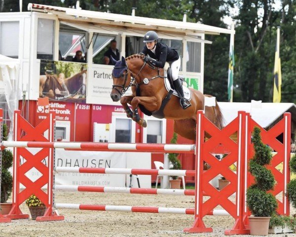 Springpferd Come And Love Me (Westfale, 2014, von Comme il Faut)