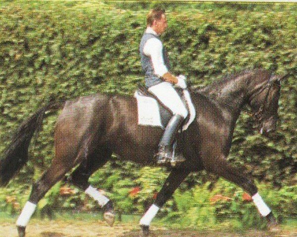 dressage horse Rose of Westfalia (Westphalian, 1991, from Rosenkavalier)