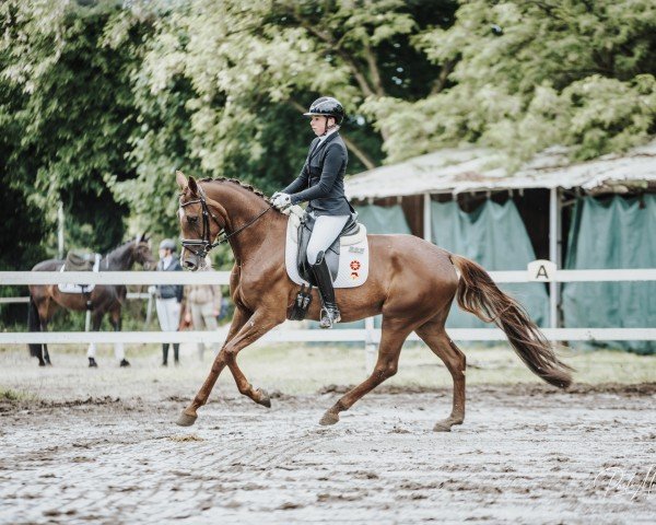 dressage horse Vermay (German Sport Horse, 2021, from Viva Gold OLD)