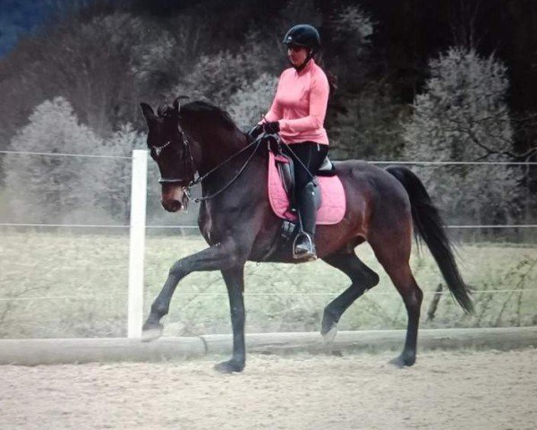 dressage horse Spirit of Montevideo (Austrian Warmblood, 2015, from E.H. Millennium)
