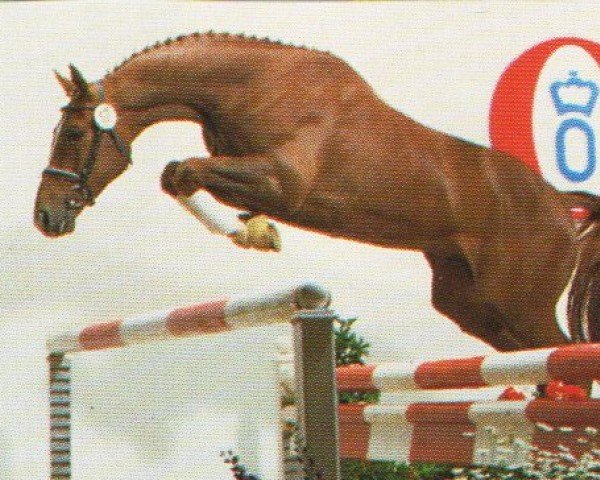 Pferd Flight of Icarus (Oldenburger, 1992, von Figaro)
