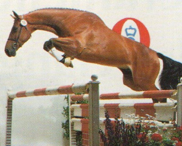 horse Ludger S (Oldenburg, 1991, from Landadel)