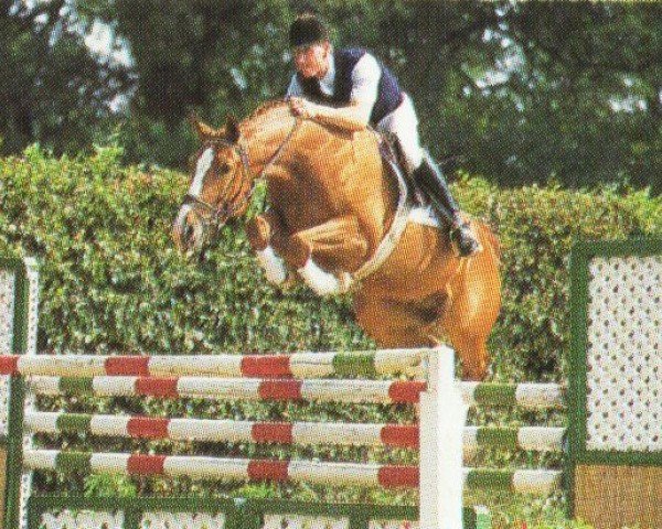 horse Pino 13 (Westphalian, 1991, from Pit I)