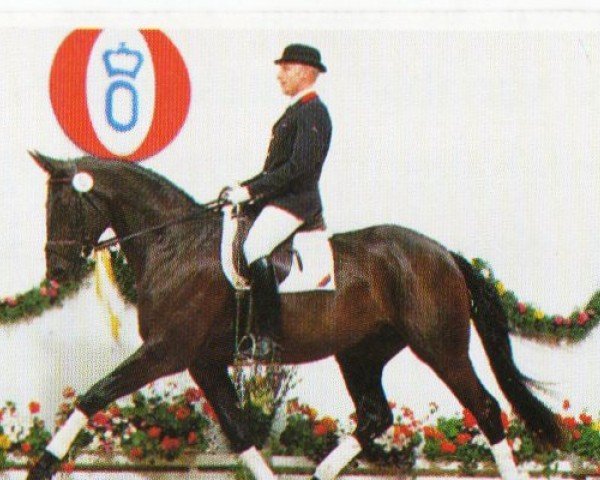 dressage horse Rose of Jade (Oldenburg, 1992, from Rubinstein I)