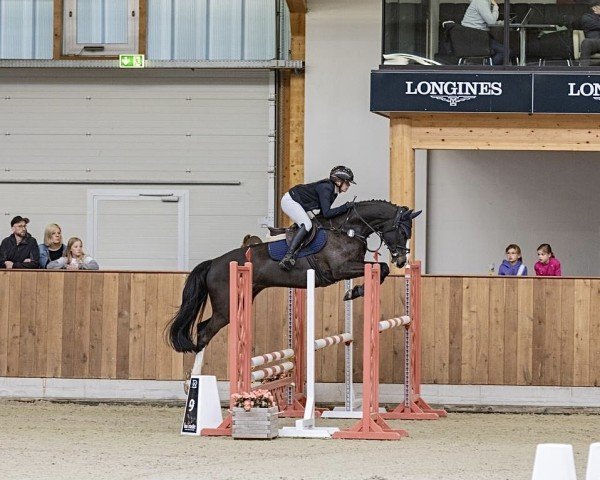 jumper Contador (German Sport Horse, 2011, from Carrico)