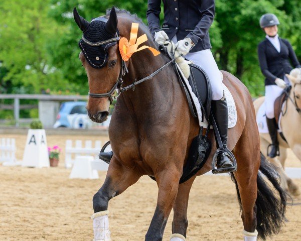 broodmare First Lady 321 (Hanoverian, 2017, from For Romance I)