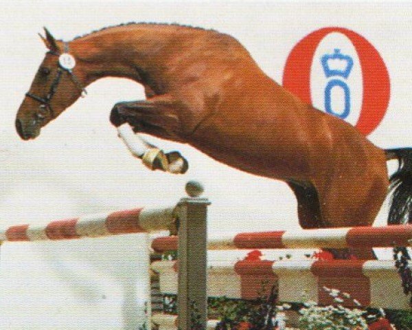 horse Last Dynasti (Oldenburg, 1991, from Landadel)