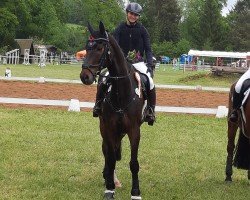 dressage horse Let's just be friends (Hanoverian, 2013, from Laurice)