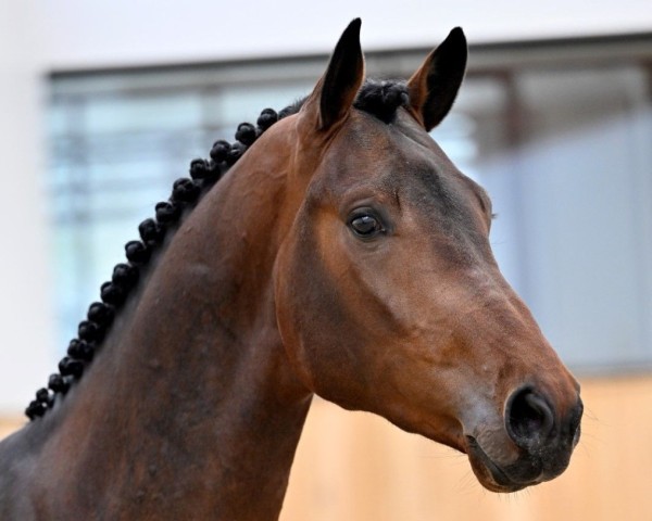 stallion Django Z (Zangersheide riding horse, 2020, from Dourkhan Hero Z)