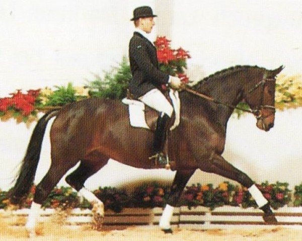 Pferd Filmrevue (Oldenburger, 1989, von Futuro)