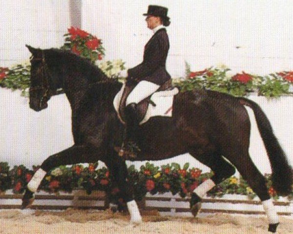 horse Audimax (Oldenburg, 1990, from Andiamo)