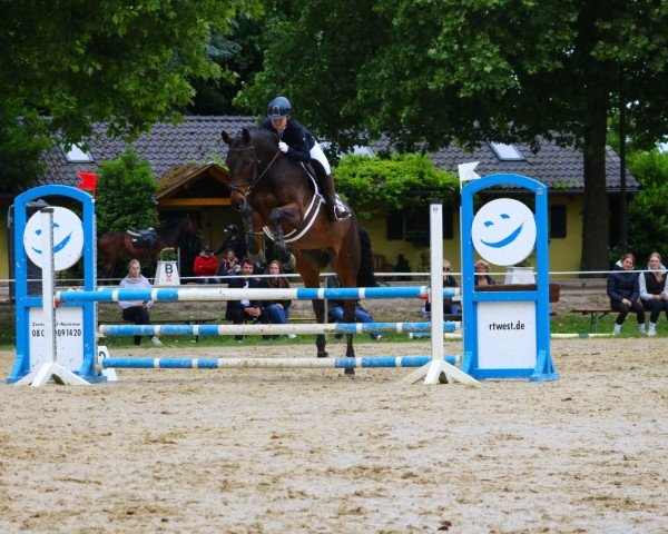 jumper Tassimo S Pet (German Sport Horse, 2010, from Tipsy's Pet xx)